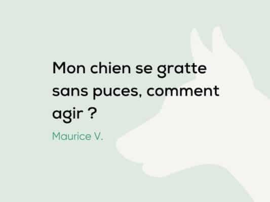 Mon chien se gratte sans puces : causes et solutions possibles