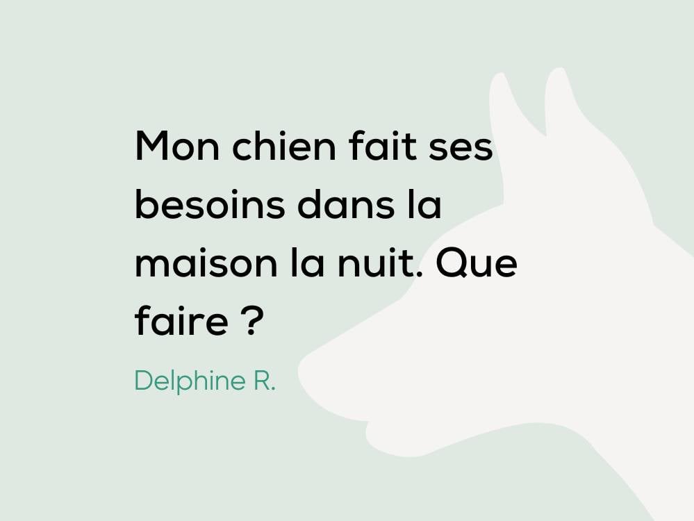Chien Qui Fait Ses Besoins Dans La Maison Ventana Blog