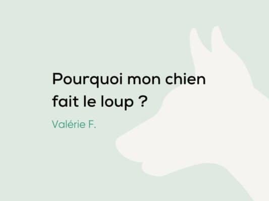 Mon chien fait le loup : Comment l'arrêter ?