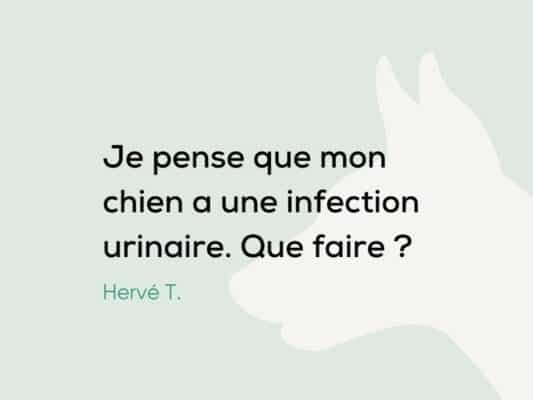 Je pense que mon chien a une infection urinaire. Conseil pour la traiter ?