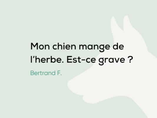 Pourquoi mon chien mange de l'herbe. Est-ce grave ?