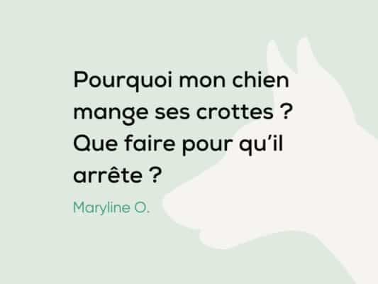 Pourquoi mon chien mange ses crottes ? Est-ce grave ?