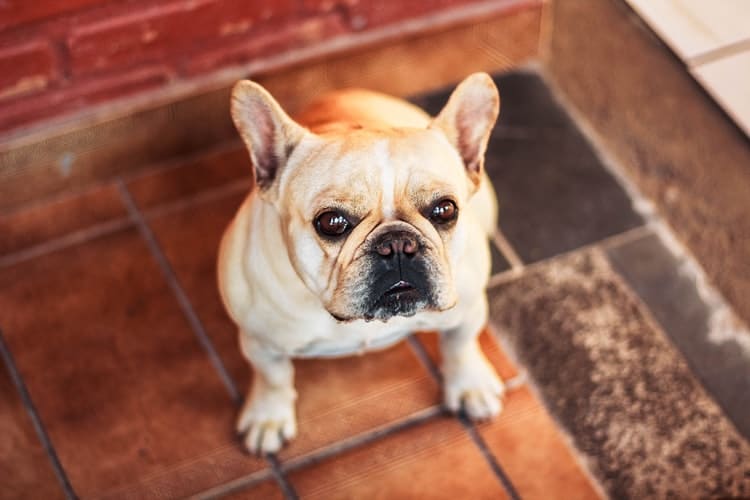 rencontre entre bouledogue francais
