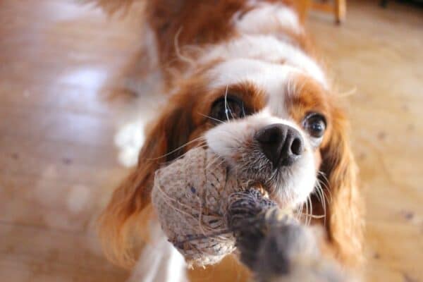 Cavalier King Charles maladies fréquentes