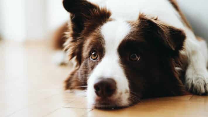 Comment rassurer un chien qui a peur du vétérinaire ?