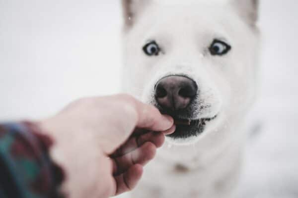 Quelles sont les meilleures croquettes pour chien