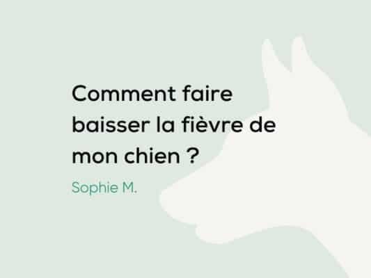 Mon chien a de la fièvre : que faire ?