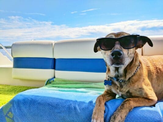 Comment et pourquoi protéger son chien du soleil et de la chaleur en été