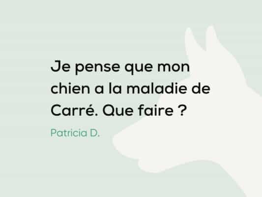 Je pense que mon chien a la maladie de Carré. Pourquoi ? Que faire ?