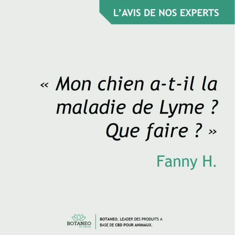 Mon chien atil la maladie de Lyme ? Que faire ? Botaneo