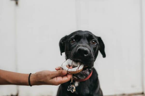 Mon chien peut-il manger aliment