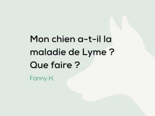 Mon chien a la maladie de Lyme : causes et solutions