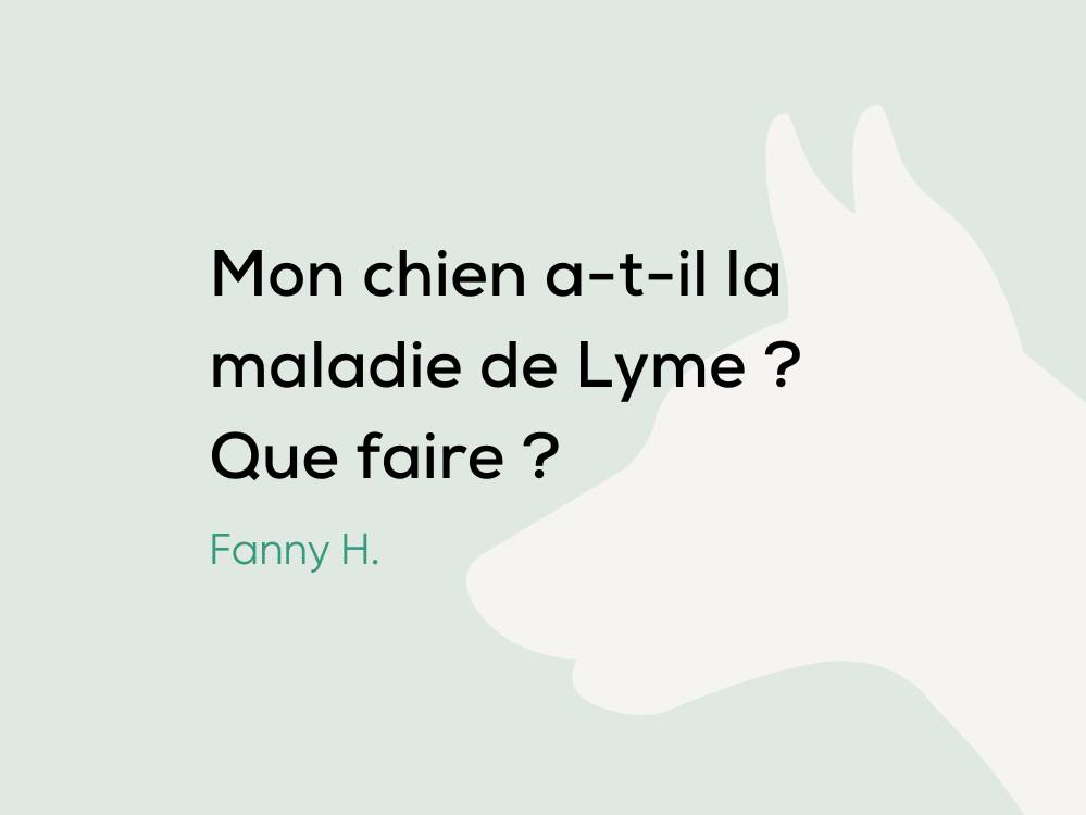 Mon chien atil la maladie de Lyme ? Que faire ? Botaneo