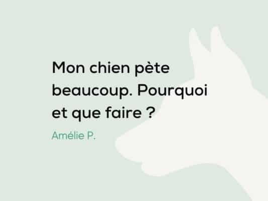 Pourquoi mon chien pète beaucoup ? Comment l'arrêter ?