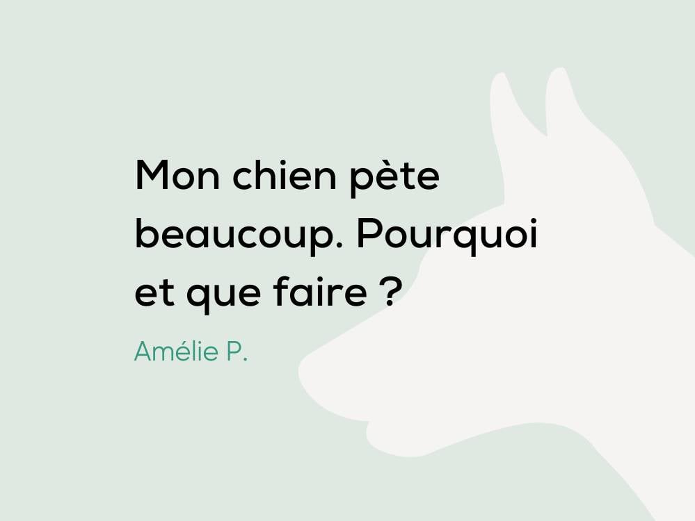 Mon chien pète beaucoup. Pourquoi et que faire ? Botaneo