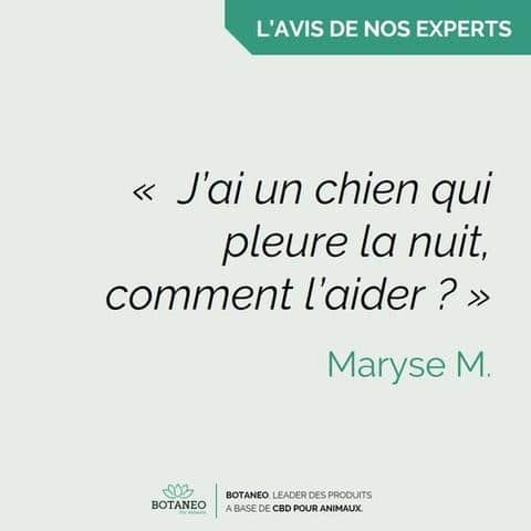 J Ai Un Chien Qui Pleure La Nuit Comment L Aider Botaneo