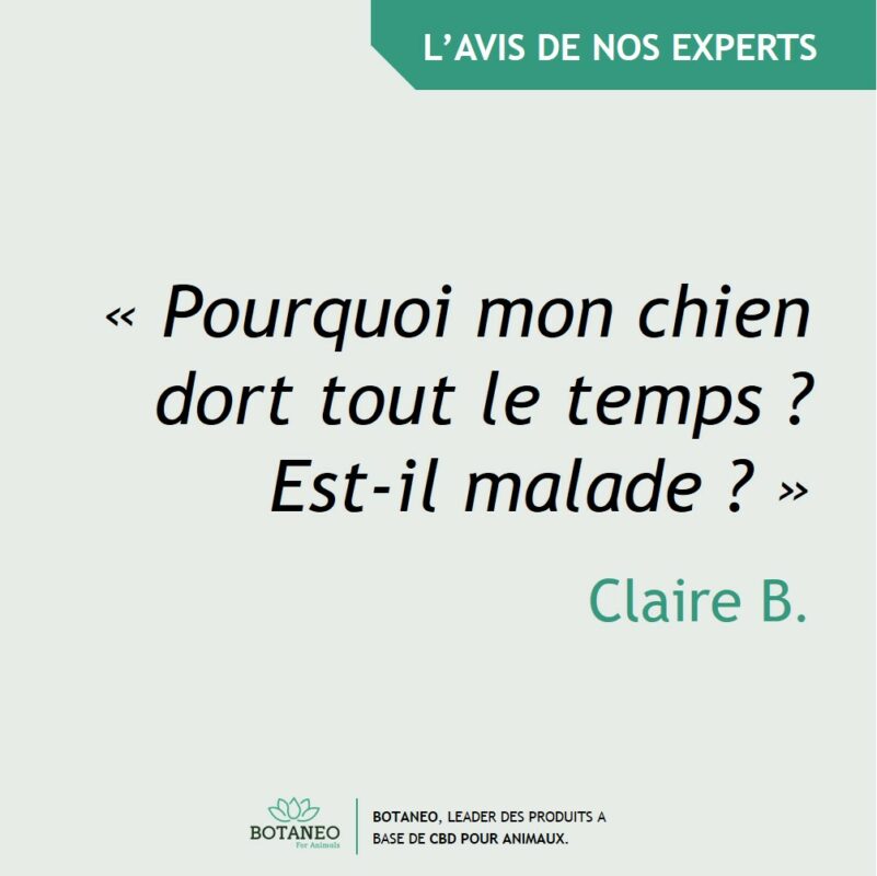 Pourquoi mon chien dort tout le temps ? Estil malade ? Botaneo