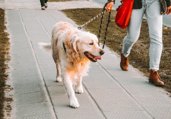 Race Golden Retriever Les maladies les plus courantes