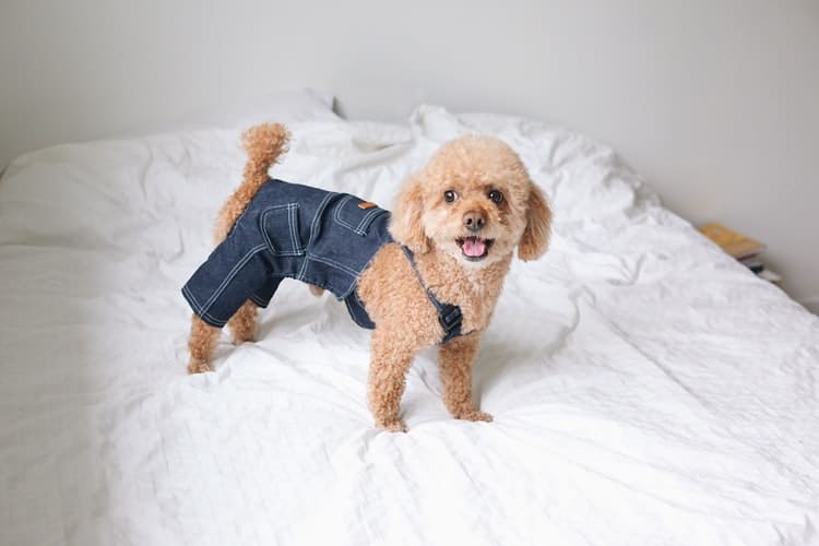 Mon Chien Perd Ses Poils Pourquoi et Que Faire ? Botaneo