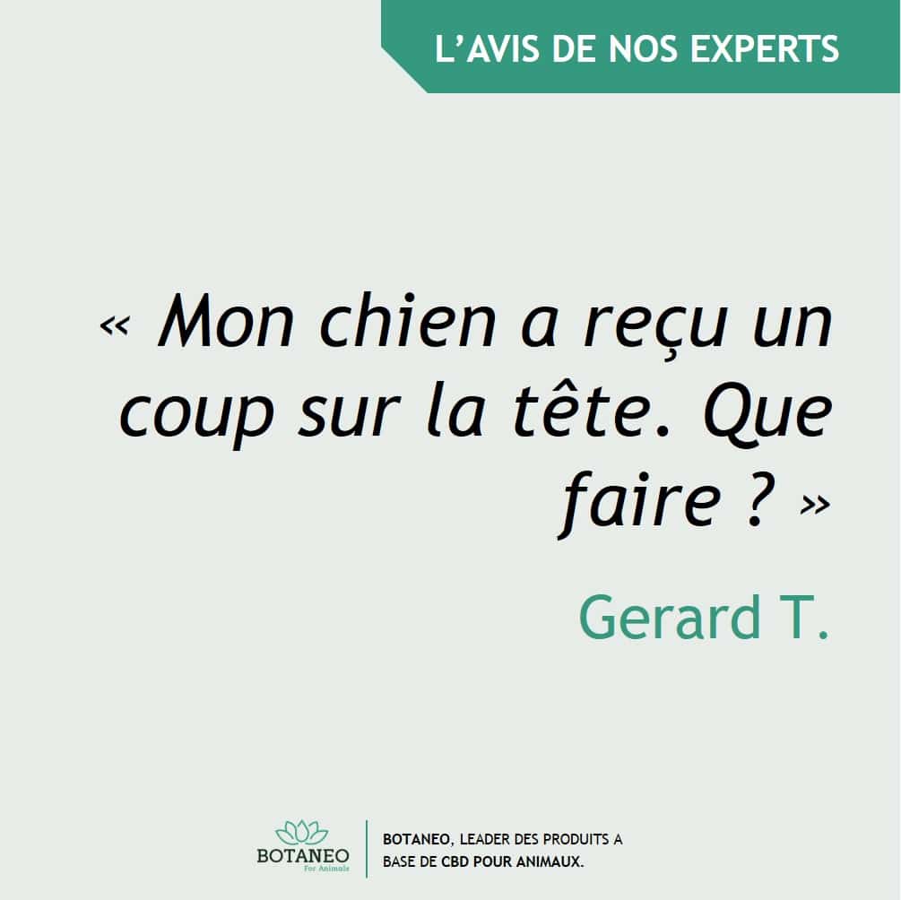 Mon chien a recu un coup sur la tête est-ce grave