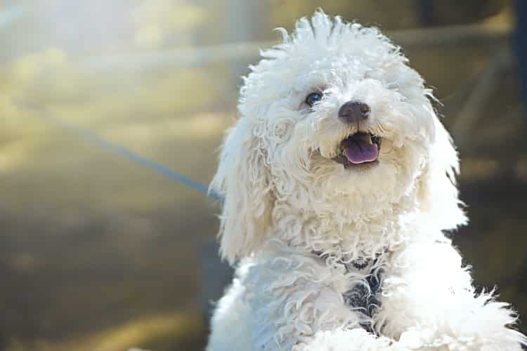 Chien Maltraité : Comment Gérer Le Stress Post-Traumatique ? – Botaneo