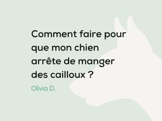 Mon chien mange des cailloux : pourquoi et que faire ?