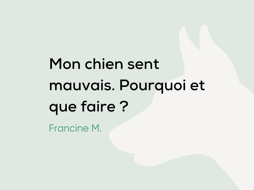 Mon chien sent mauvais. Pourquoi et que faire ? Botaneo