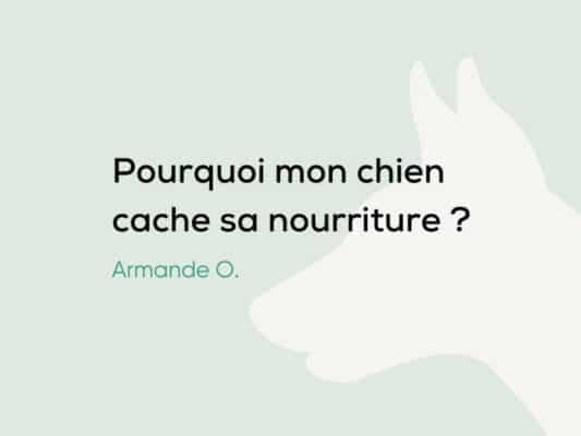 Mon chien cache sa nourriture : Pourquoi, est-ce grave