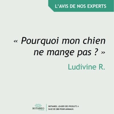 Pourquoi mon chien ne mange plus depuis 2 jours