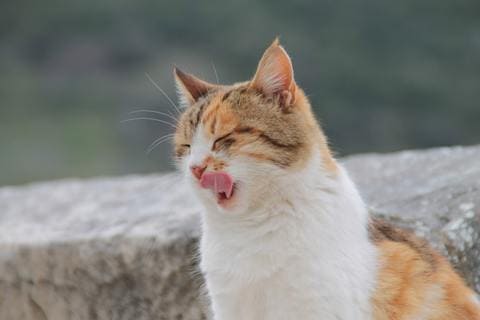 Mon Chat Ne Mange Plus Pourquoi Que Faire Botaneo