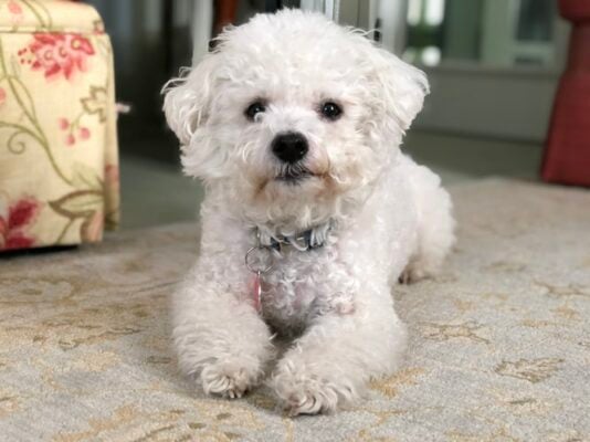 Bichon frisé quels sont les problèmes de santé courants et maladies récurrentes