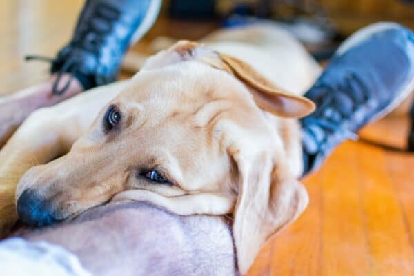 Est-ce que mon chien s'ennuie ?