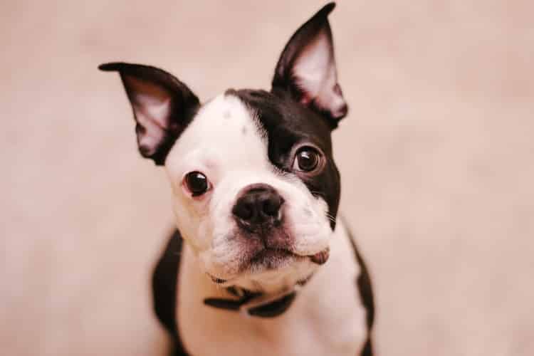 Mon Chien Attend De Rentrer Pour Faire Ses Besoins TOP33+ Pourquoi Mon Chien Fait Ses Besoins Dans La Maison Pics - Alcon2020