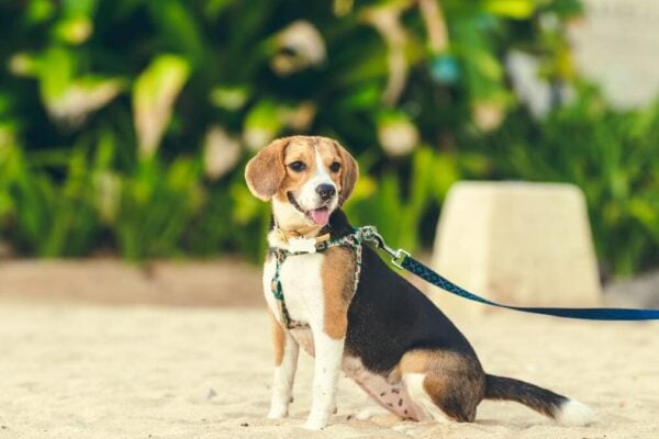 Les races de chiens pas chères