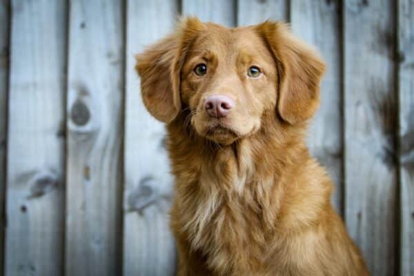 Mon chien a mangé un rat avec du poison raticide : est-ce grave ?