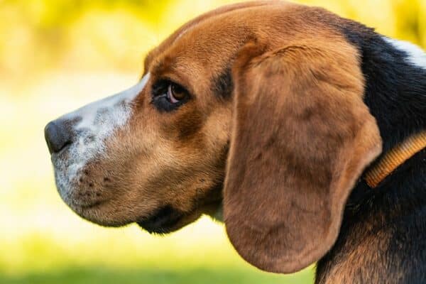 Mon chien s'est fait attaqué que faire ?