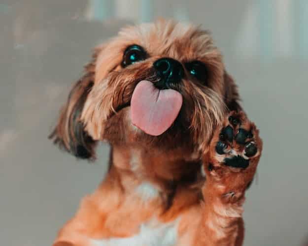 Recette : Baume hydratant maison pour coussinets - chien – Botaneo