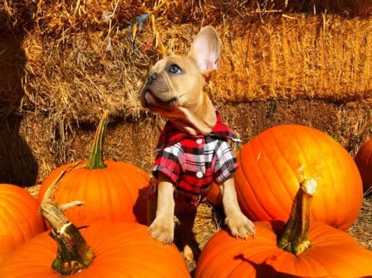 Meilleure recette de biscuit pour chien d'automne