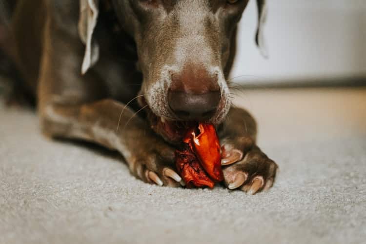 Mon chien su0027est cassé une griffe : Que faire ? u2013 Botaneo