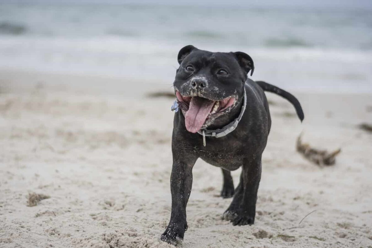 Staffordshire Bull Terrier 7 Mythes Realite Botaneo
