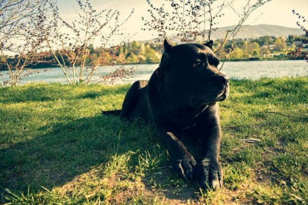 Cane corso Maladies et problèmes de santé fréquent