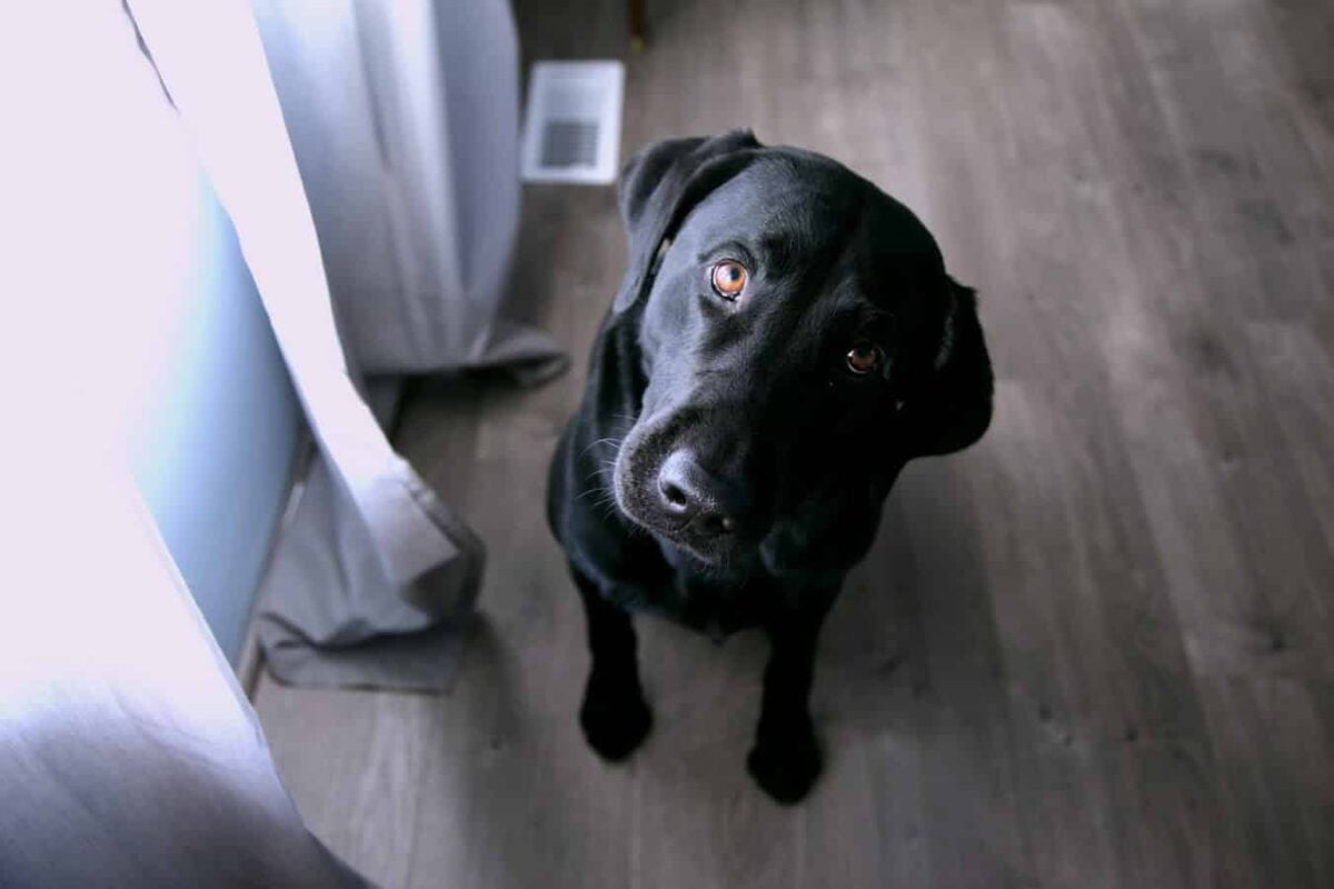 Spasfon Chien Qui A Mal Au Ventre Bonne Idee Botaneo