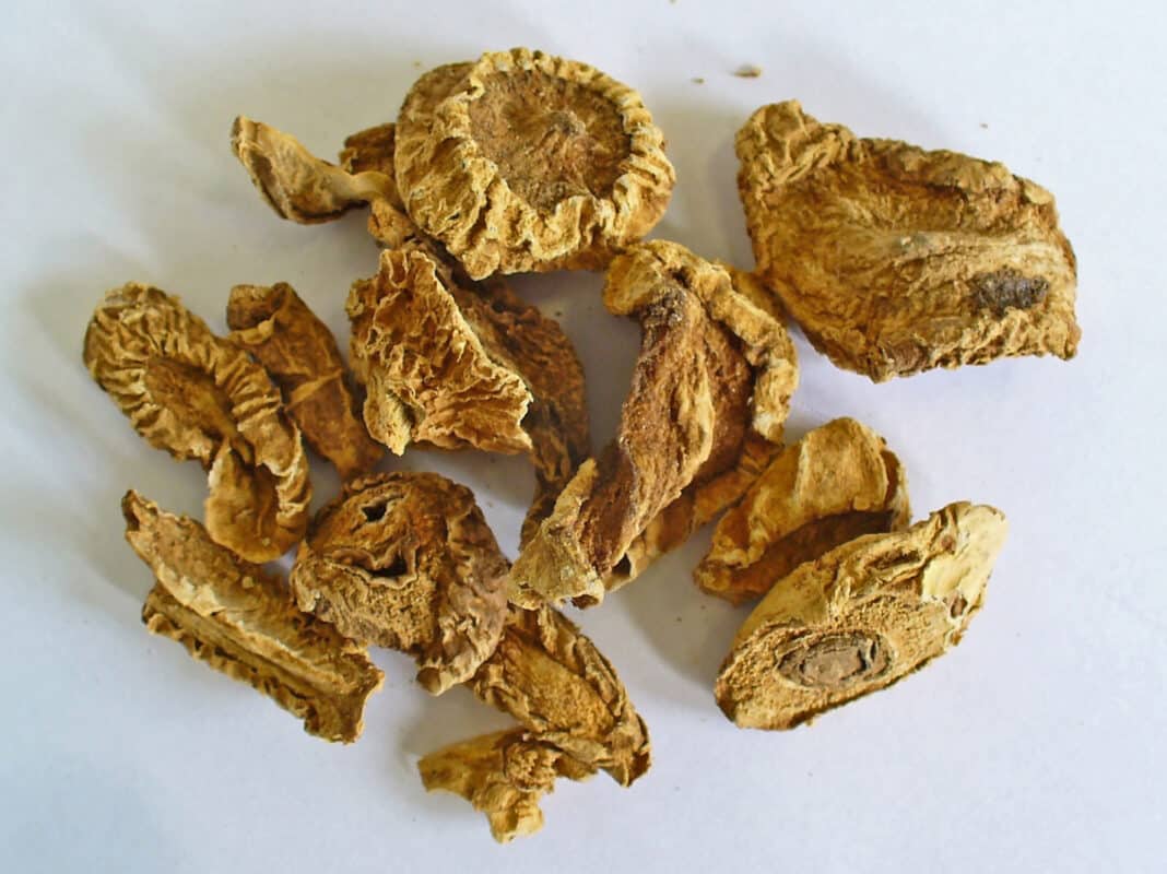 Harpagophytum pour chien Bienfaits & utilisation Botaneo