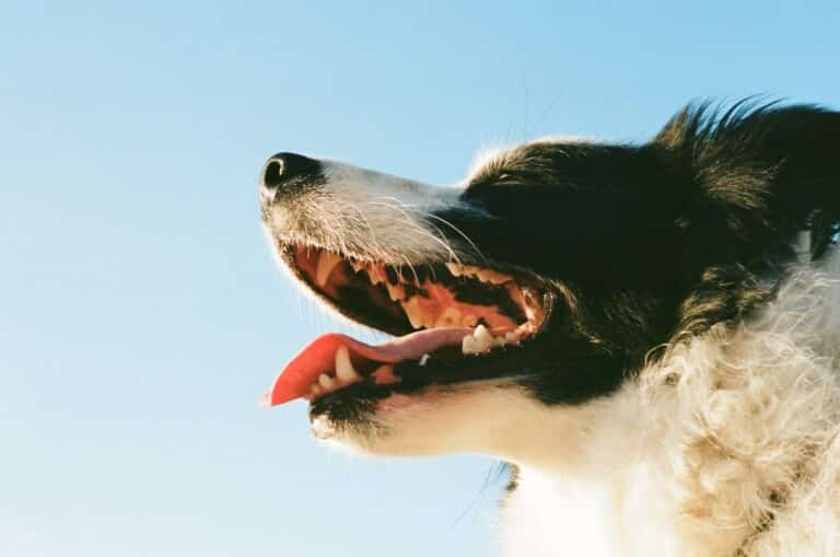 Mon chien pue de la bouche 12 Remèdes naturels Botaneo