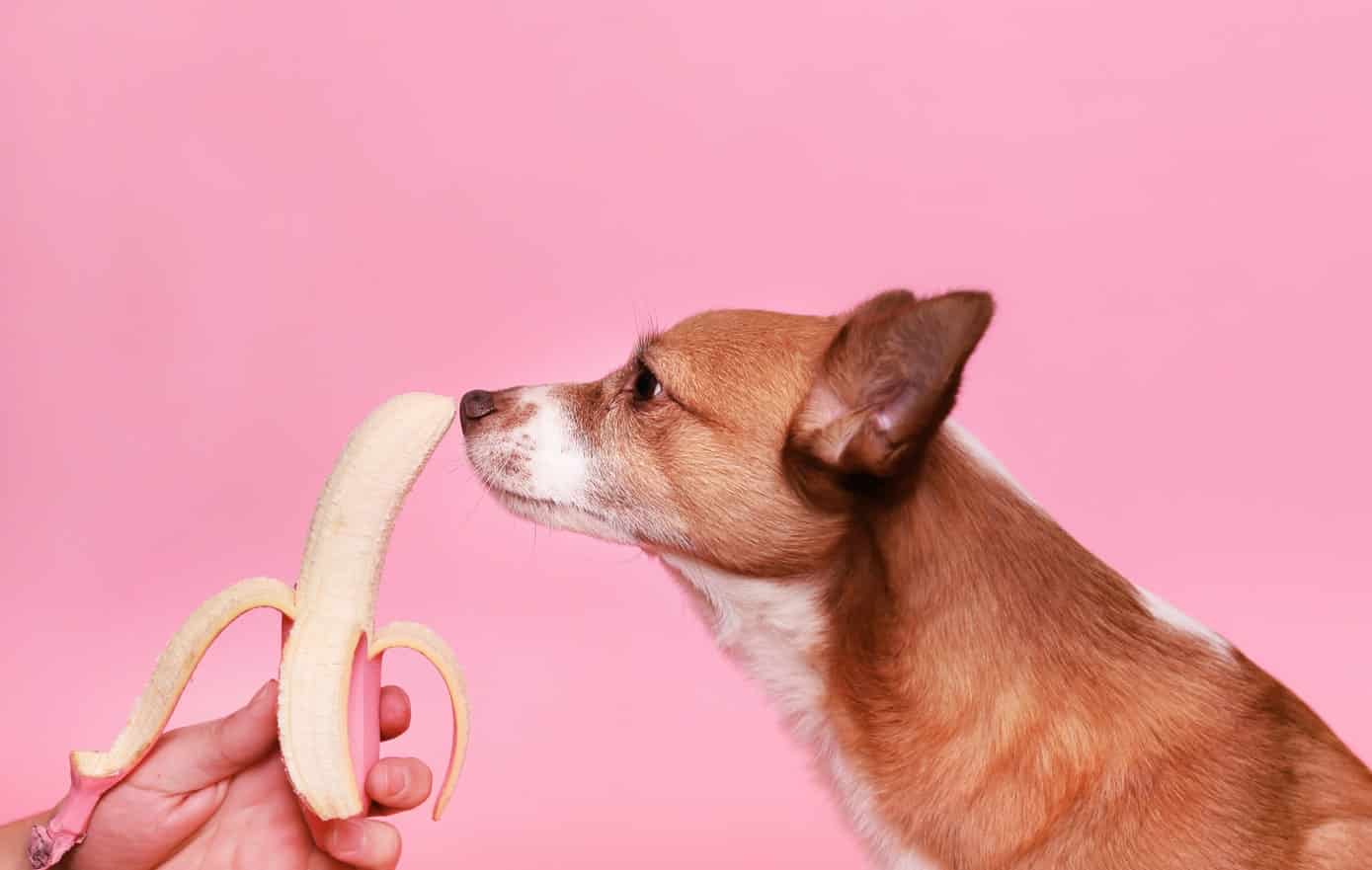 Banane Mon chien peutil en manger ? Botaneo