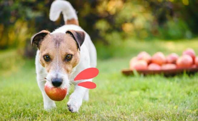 Chien peut manger pommes bienfait danger