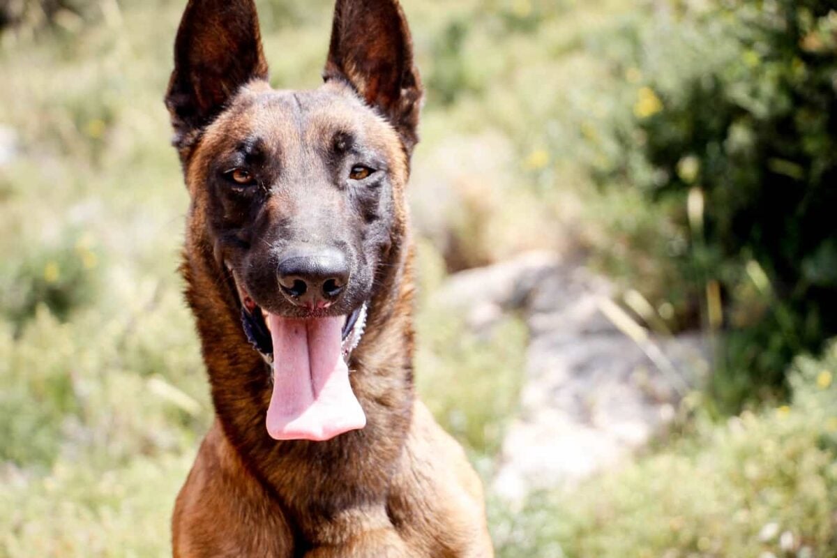 Chiens de garde : Les 10 meilleures races – Botaneo