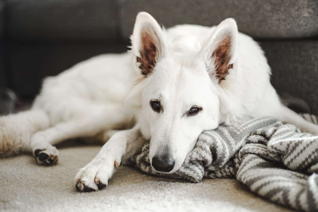 Spa Berger Blanc Suisse A Adopter Berger Blanc Suisse : Caractère, Santé, Adoption – Botaneo