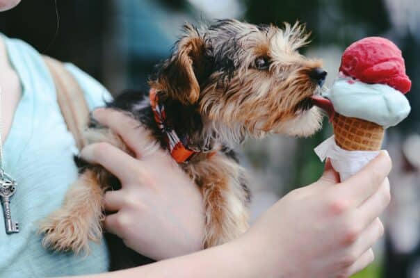 recette chaleur canicule chien glace