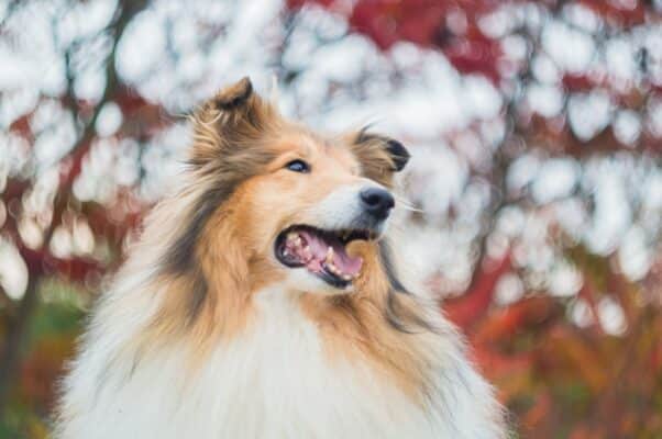 Donner spiruline chien chiot avantage meilleur complément alimentaire bienfaits